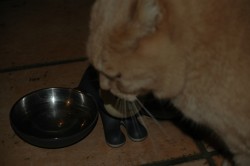 Bild11